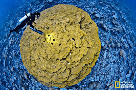 金曼礁國家紀念區(qū)，太平洋攝影：Brian Skerry，國家地理創(chuàng)意版
