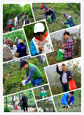 在這么美的地方體驗采茶，簡直太有感覺了