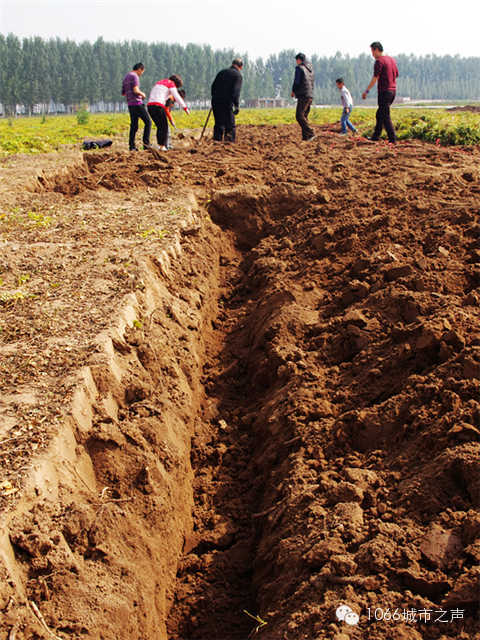 都說山藥埋得深，您還是眼見為實吧