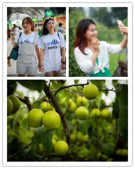 美女與香梨，你更愛哪一個？！