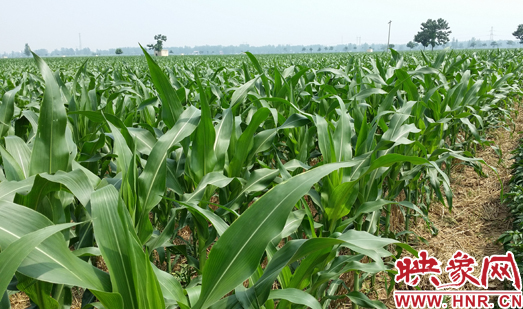 種植其他品種的玉米苗枝粗葉大，郁郁蔥蔥