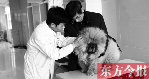 在一家大型寵物醫(yī)院里，生病的狗狗正在接受治療