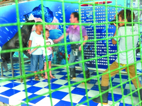 海獅就這樣被飼養(yǎng)員和攝影師擺弄，稍不聽話就會(huì)遭到毒打。