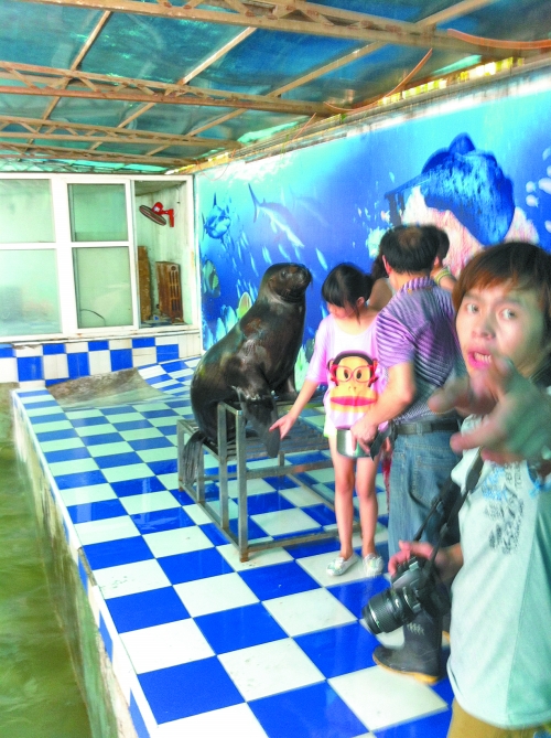 海獅館內(nèi)的攝影師警惕性很高,禁止記者拍照。
