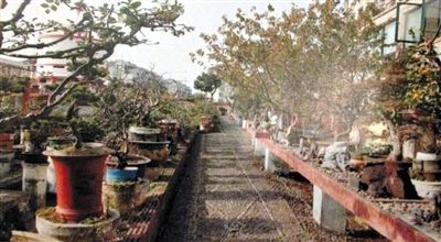 劉光嘉出示博物館內(nèi)部圖片中，擺放著各種盆景。