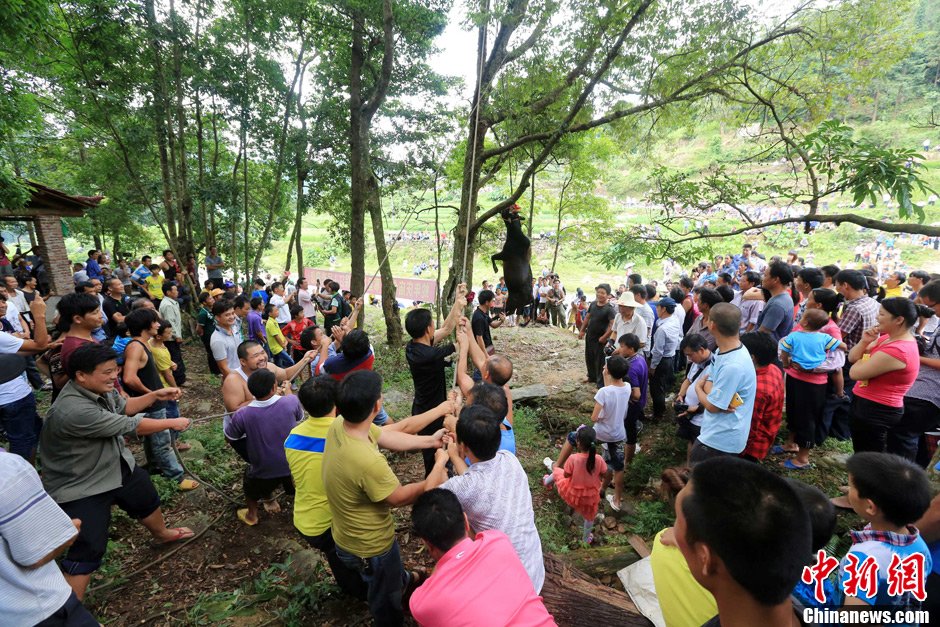 黃牛被侗族村民合力吊在樹上。譚凱興 攝