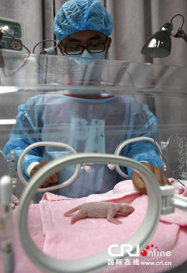 2013年7月11日，成都大熊貓繁育研究基地月亮產(chǎn)房，工作人員在照顧新生大熊貓寶寶。