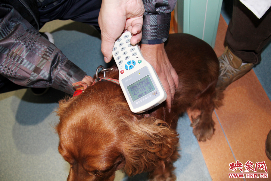 只要用儀器一掃，狗狗的信息就可以一覽無余