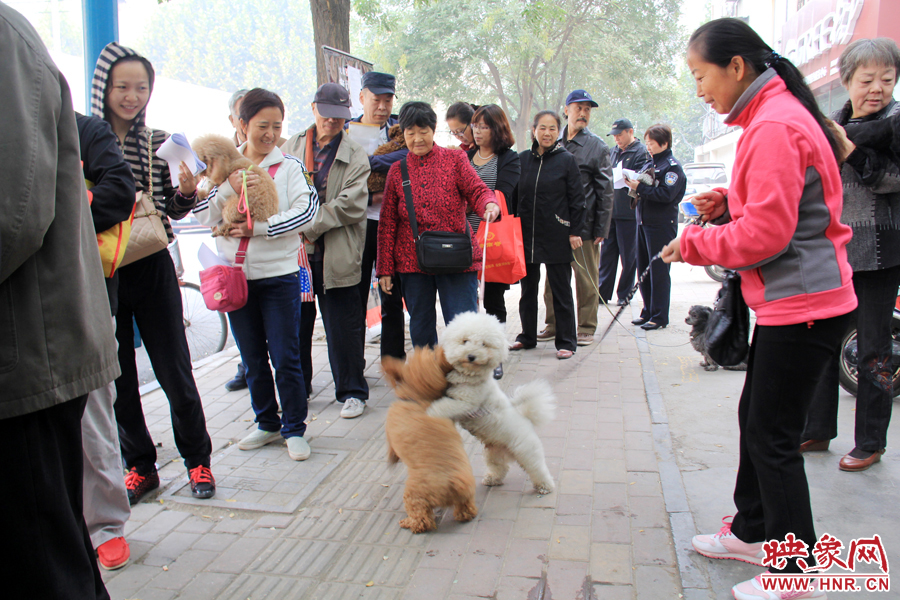 在辦狗證現(xiàn)場，兩只狗狗歡樂地在一起玩耍