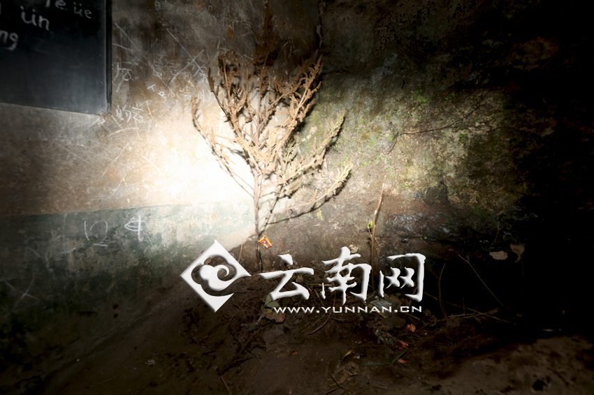 　教室里沒(méi)有燈，光線太暗，村民便種下了野蘇麻，希望教室有綠色，讓孩子們看到“希望”。 徐弘毅 攝