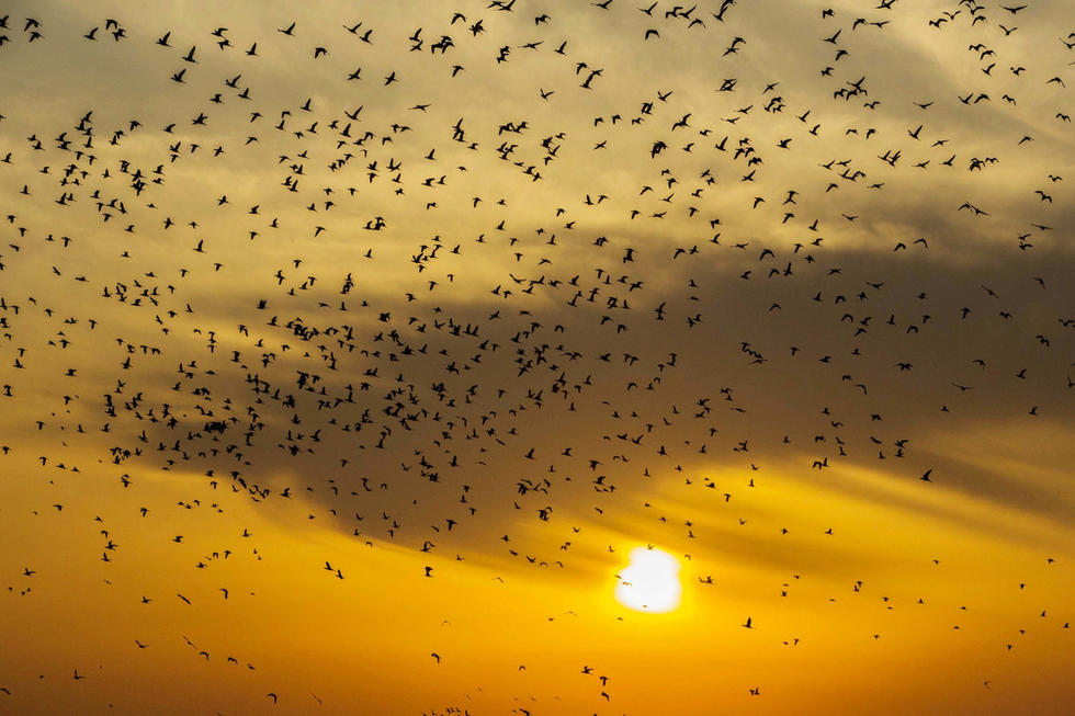 江蘇省連云港市贛榆區(qū)上空出現(xiàn)火燒云景觀，成群海鳥迎著霞光在天空中翩躚起舞，場面蔚為壯觀。
