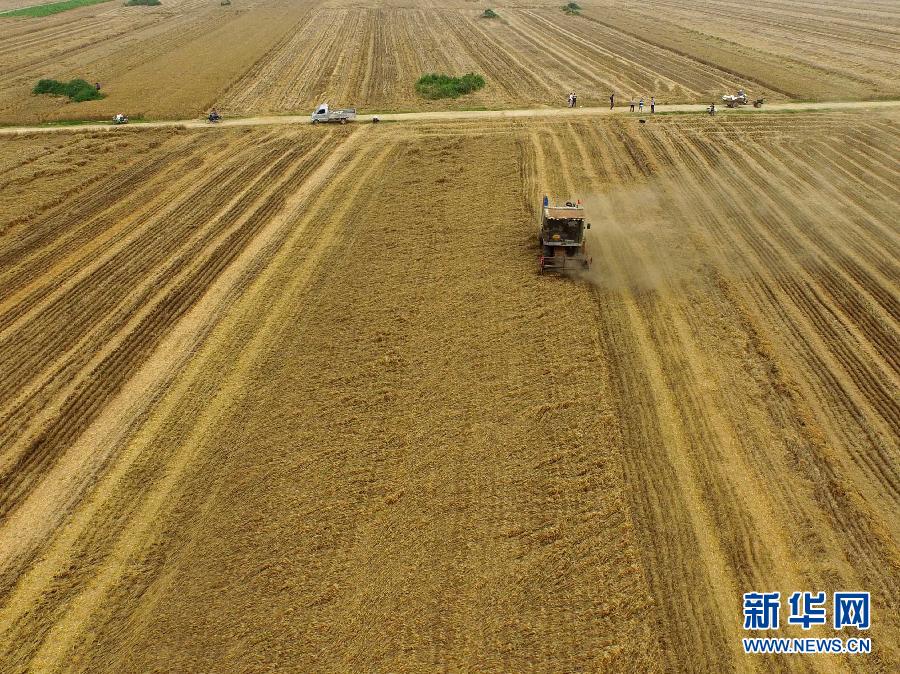 這是5月28日在河南省南陽市唐河縣甘河灣村航拍的麥?zhǔn)宅F(xiàn)場。