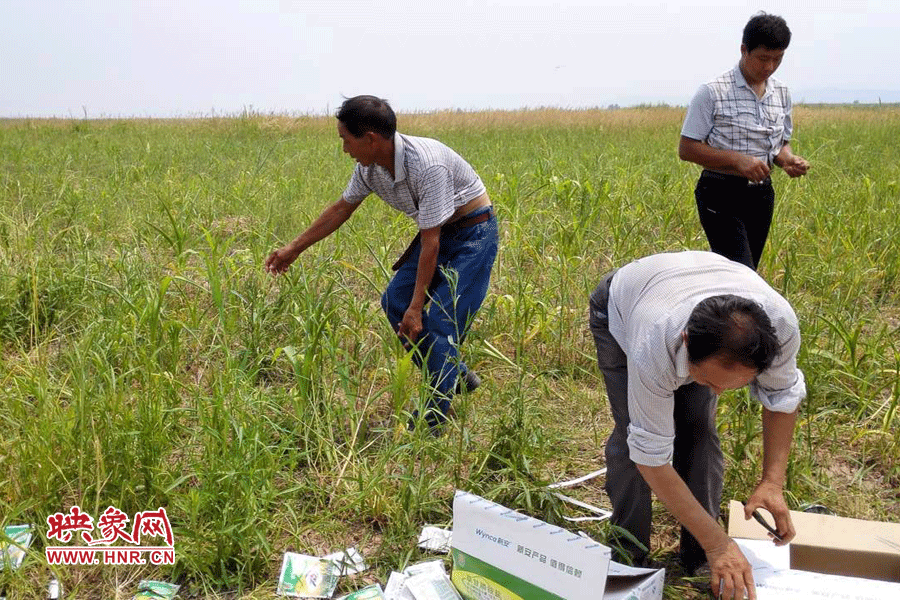 村民在撿拾散落的農(nóng)藥袋，身后是被毀的玉米。