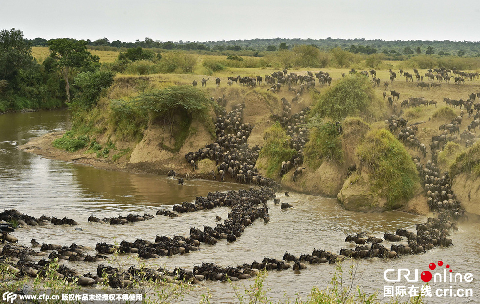 當(dāng)?shù)貢r(shí)間2015年9月4日，肯尼亞馬賽馬拉，角馬大遷徙。