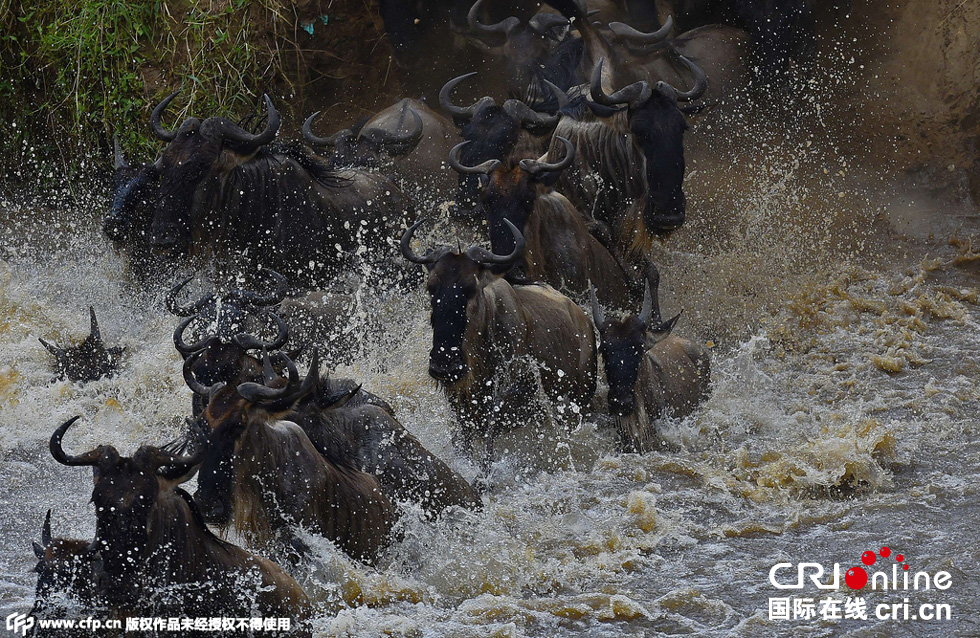 當(dāng)?shù)貢r(shí)間2015年9月4日，肯尼亞馬賽馬拉，角馬大遷徙。