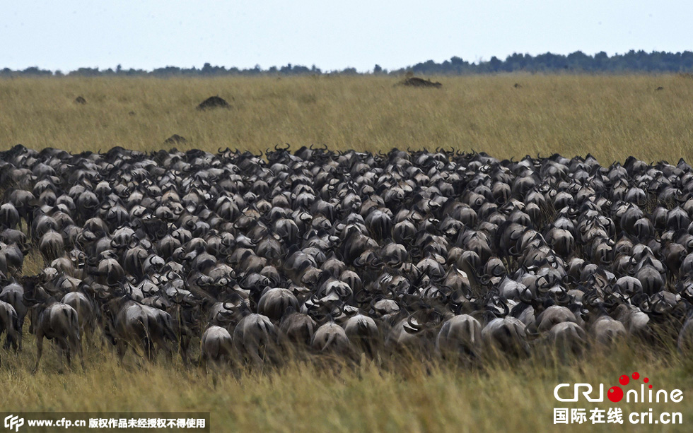 當(dāng)?shù)貢r(shí)間2015年9月4日，肯尼亞馬賽馬拉，角馬大遷徙。