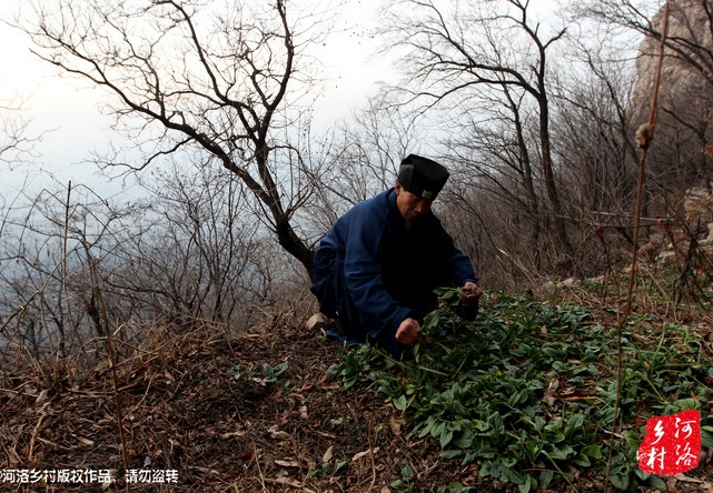 山上缺雨少水，不大的一方菜地。是他和另一個道友的菜地，老崔的蔬菜倒也擺弄的一片生機(jī)盎然。
