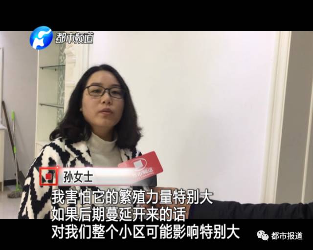 蟻?zhàn)宕筌娙肭郑∈畮兹f(wàn)裝修的新家被“吃掉”