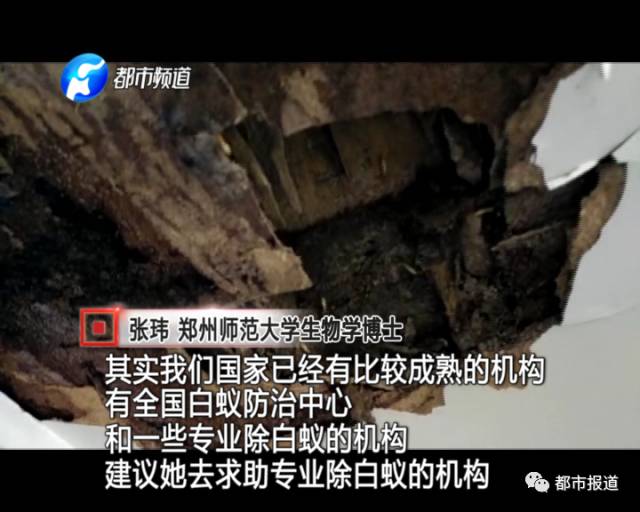 蟻?zhàn)宕筌娙肭?！十幾萬(wàn)裝修的新家被“吃掉”