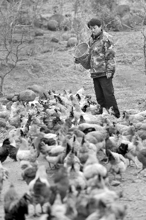 林志坤辭職后在溧水一座山頭開了一片地，每天種菜、喂雞 現(xiàn)代快報記者 施向輝 攝