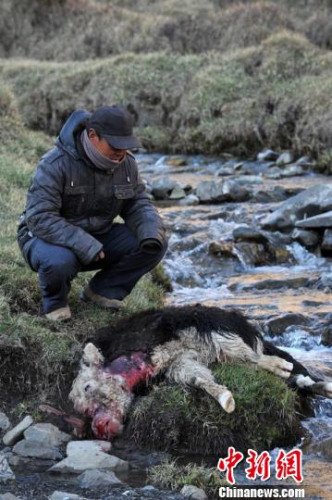 　今年，他家已經(jīng)有3只羊被狼咬死。確·胡熱攝