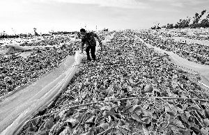 12日，工人在海南省樂東縣佛羅鎮(zhèn)清理被臺風刮爛的哈密瓜薄膜架子。 新華社發(fā)