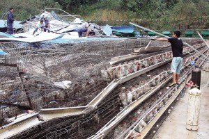 11月13日，位于三亞市吉陽(yáng)鎮(zhèn)的三亞市菜籃子蛋雞基地，工人們正在搶修雞舍設(shè)施。