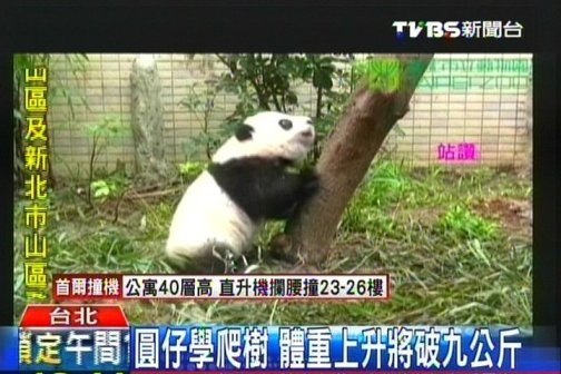 大陸贈(zèng)臺(tái)熊貓幼崽將逾9公斤學(xué)爬樹場面逗趣