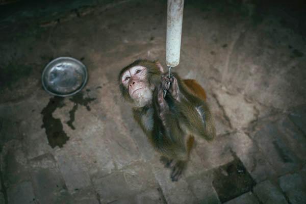 環(huán)球時報(bào)：有關(guān)部門拿公眾當(dāng)“猴子”折騰春節(jié)假