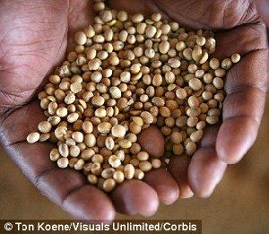 超強(qiáng)厄爾尼諾將引發(fā)全球極端天氣，中國(guó)北方或極端高溫-