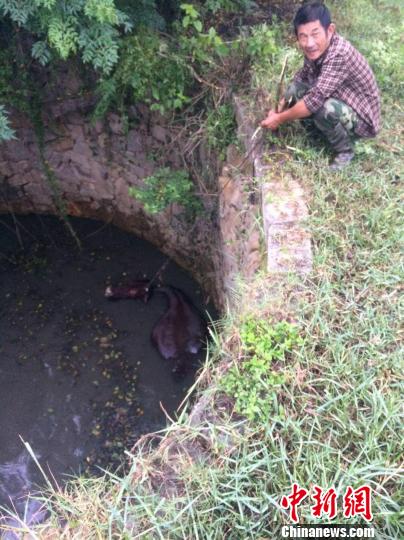 圖為大水牛掉進(jìn)13米深坑，民警消防灌水施救。