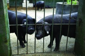 觀測(cè)點(diǎn)飼養(yǎng)區(qū)設(shè)有豬圈，可觀察豬是否有異常反應(yīng)