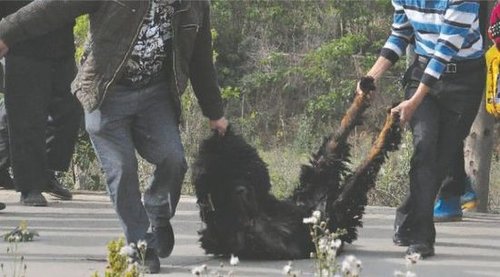 雙流鳳凰村兩只巨型藏獒襲擊村民，民警用手槍將其當(dāng)場擊斃