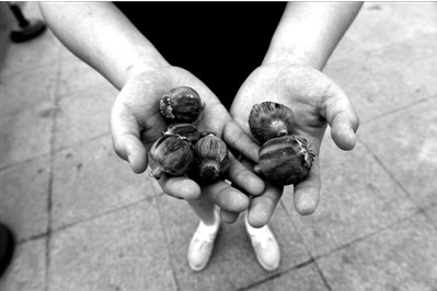 “大煙殼”輕易就可以買到。下圖：女?dāng)傊髂贸霾卦诩t色兜子里的“大煙殼”，向記者兜售。京華時(shí)報(bào)實(shí)習(xí)記者趙思衡攝