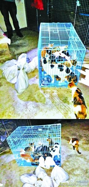 志愿者將放生的貓抓捕回來，這些貓等待領(lǐng)養(yǎng)