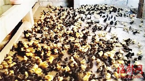 為了討薪，何某相將1130多只鴨苗趕到對方家里