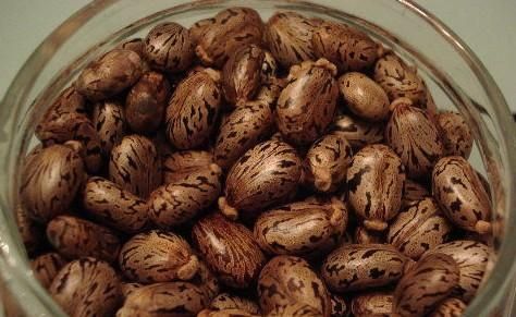 蓖麻子中含蓖麻毒蛋白及蓖麻堿，特別是前者，會(huì)引起中毒。網(wǎng)絡(luò)截圖