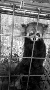 在校大學生網上販賣珍貴野生動物 稱因家境困難