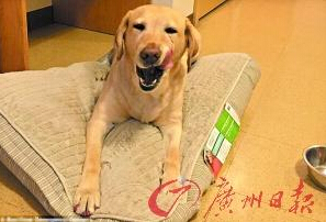 機(jī)智的導(dǎo)盲犬尤蘭達(dá)。