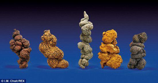 古時(shí)海龜五份糞便樣本也將拍賣。