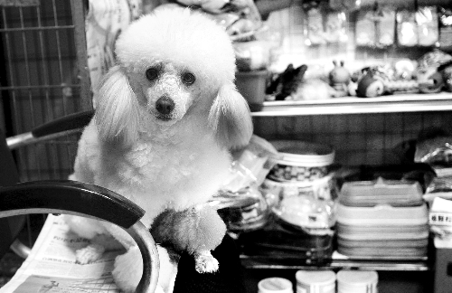 鄭州：A級寵物美容師年入可達(dá)15萬