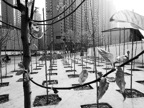 英協(xié)路沈莊北街路口空地上，城管雇人種的100多棵樹已經(jīng)長(zhǎng)出了嫩芽