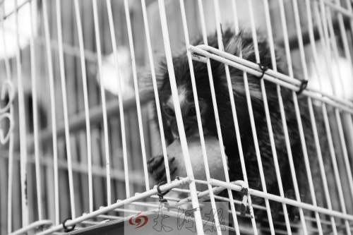 “不要盯著俺看，俺害羞……”（設(shè)計(jì)臺(tái)詞）