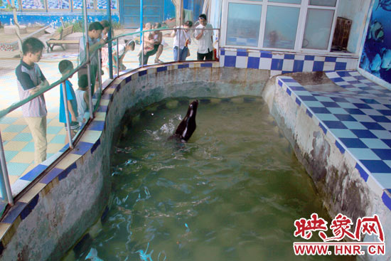 圖為游客在護欄網(wǎng)外面，觀看海獅的表演。