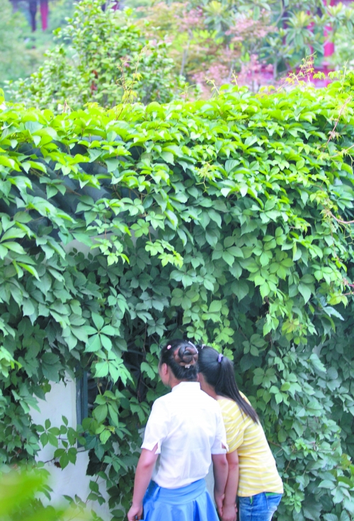 外面的游客正通過(guò)墻上的鏤空的窗，向夢(mèng)溪園內(nèi)觀望。