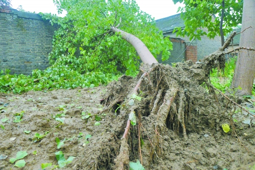 在焦作馬村區(qū)白莊老村，大樹被狂風(fēng)刮倒。