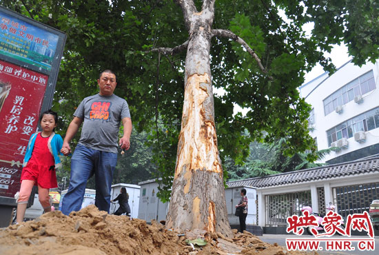 大樹根部翹起，歪向人行道邊。