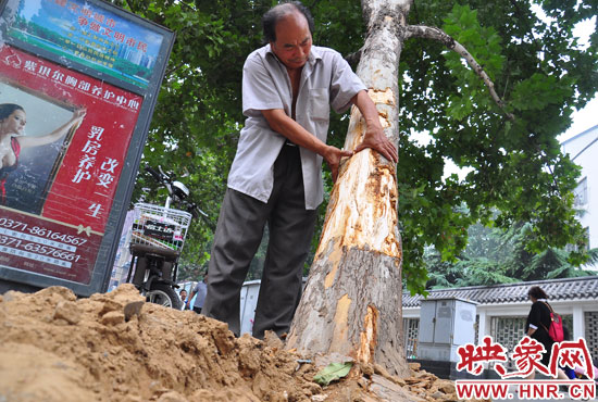 法桐受傷嚴重，樹皮上還沾著不少玻璃。