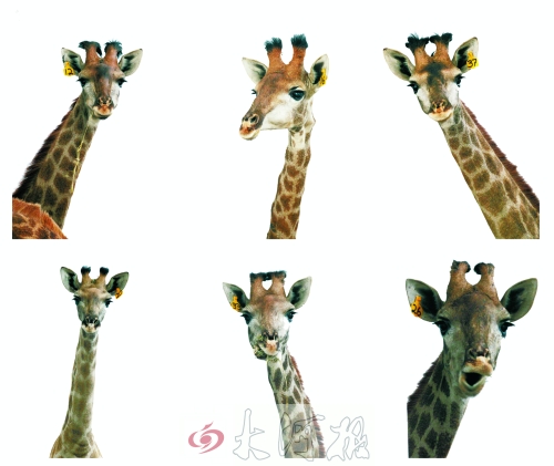 不是我們“高高在上”，只是個子太高就看看臉吧！