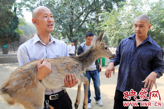 失主宋先生將“愛鹿”抱回家,并表示待小鹿傷情痊愈后,將其送到動物園,供市民觀賞。